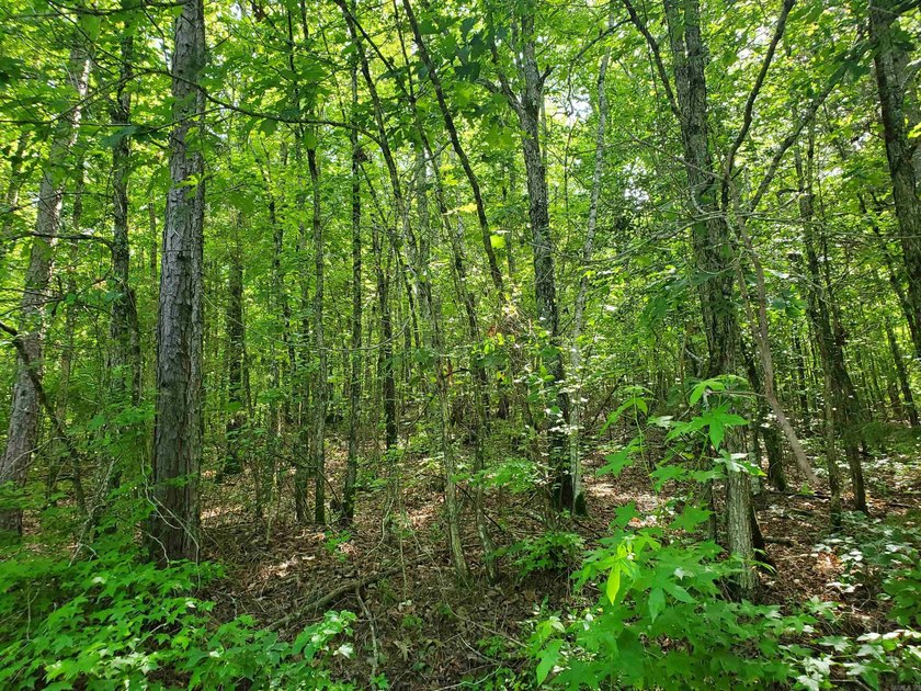 Approximately 64 wooded acres with county road frontage - photo 14