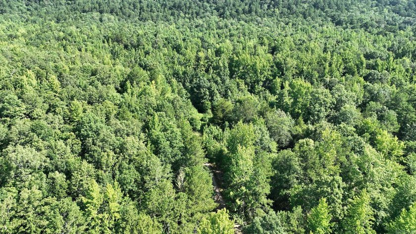 Approximately 64 wooded acres with county road frontage - photo 24