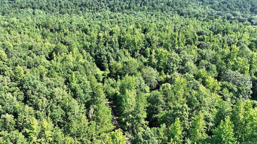 Approximately 64 wooded acres with county road frontage - photo 25