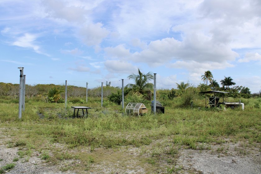 Fully fenced 10-acre grove currently being used for agricultural - photo 13
