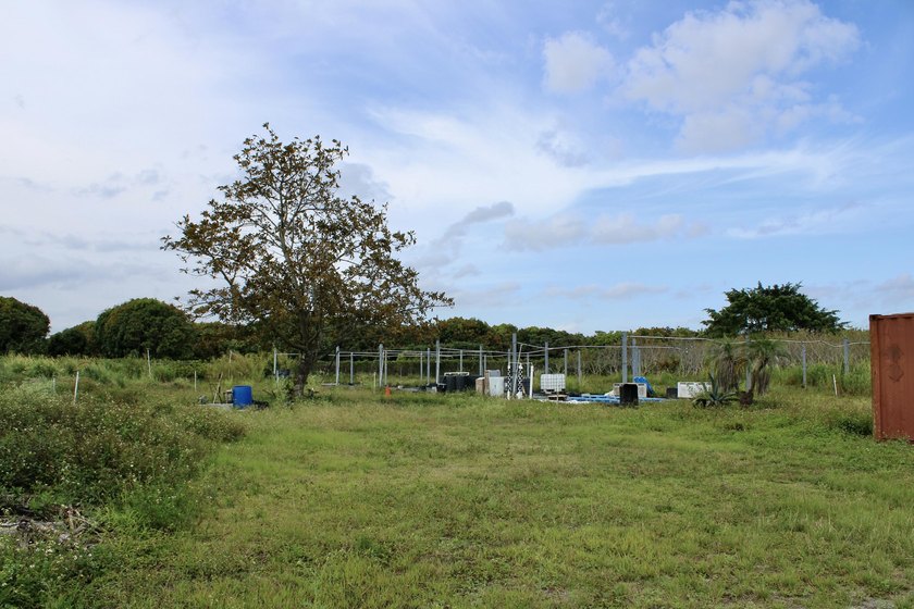 Fully fenced 10-acre grove currently being used for agricultural - photo 15