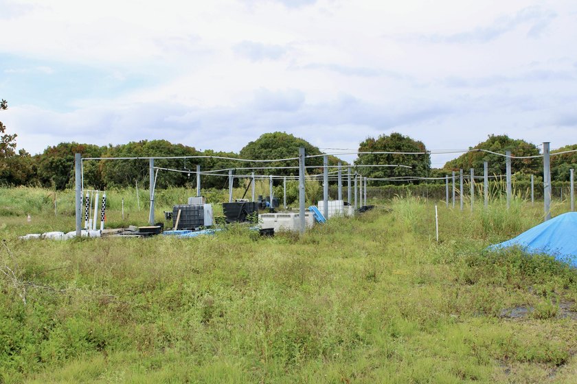 Fully fenced 10-acre grove currently being used for agricultural - photo 22