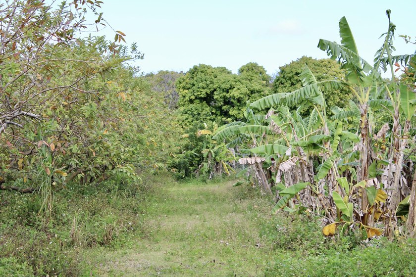 Fully fenced 10-acre grove currently being used for agricultural - photo 23