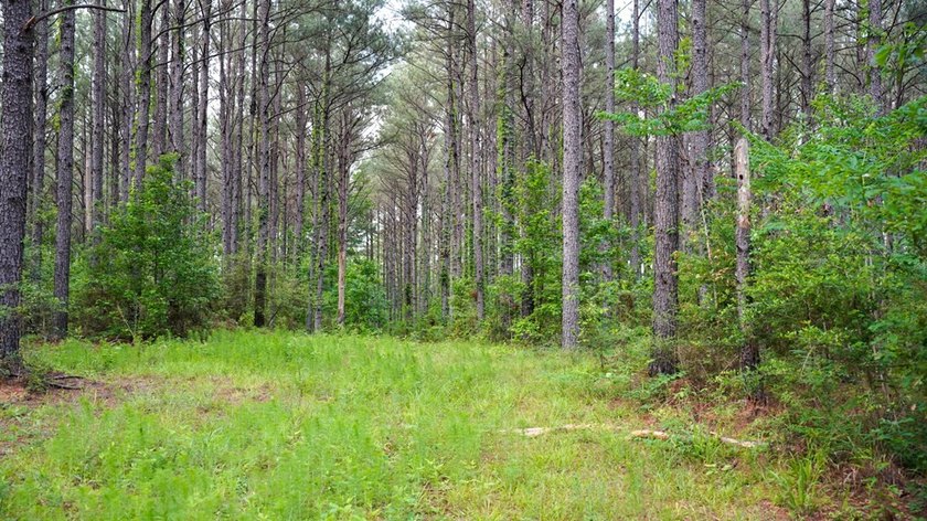 This is the ideal tract for the savvy investor/recreational - photo 19