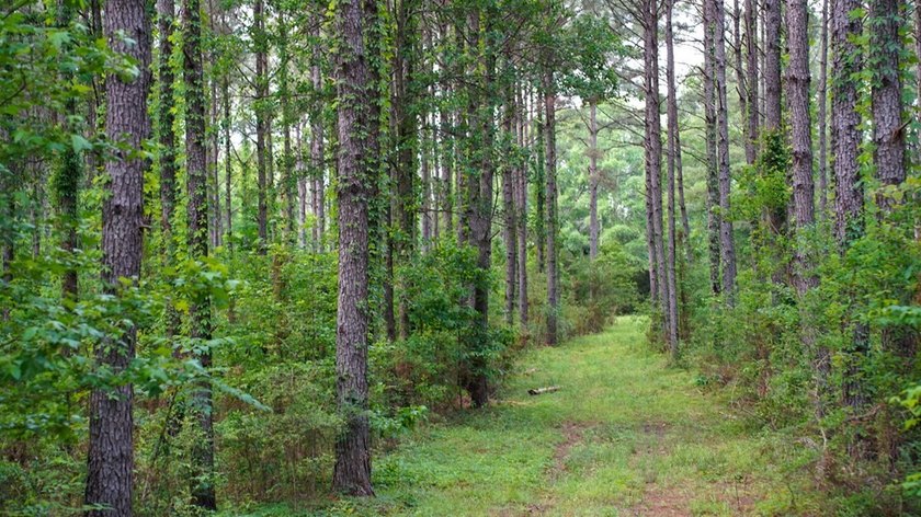 This is the ideal tract for the savvy investor/recreational - photo 20