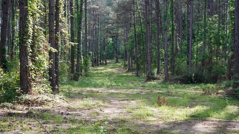This is the ideal tract for the savvy investor/recreational - photo 27