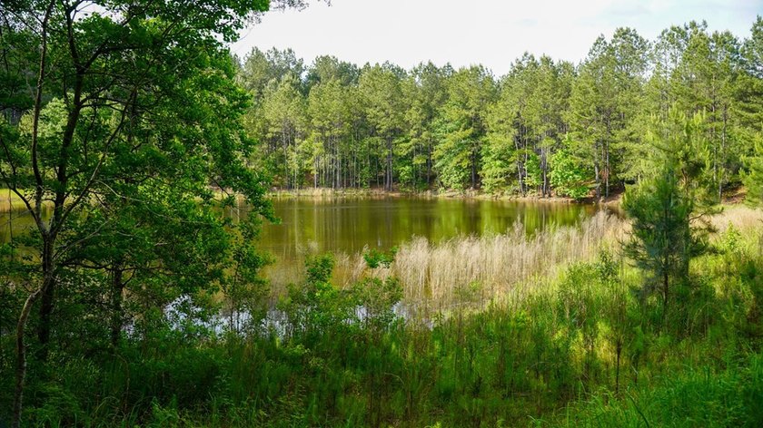 This is the ideal tract for the savvy investor/recreational - photo 28