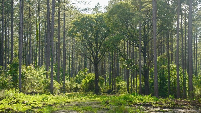 This is the ideal tract for the savvy investor/recreational - photo 38