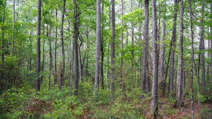 This is the ideal tract for the savvy investor/recreational - photo 42