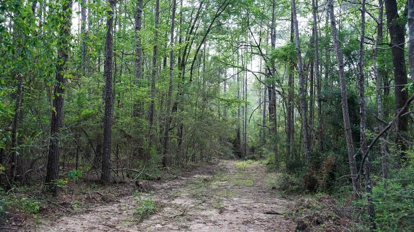 This is the ideal tract for the savvy investor/recreational - photo 44