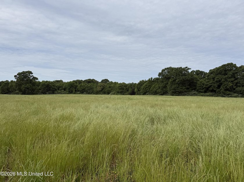 100.18+/- acres in Lawrence County, MS in the Jayess community - photo 2