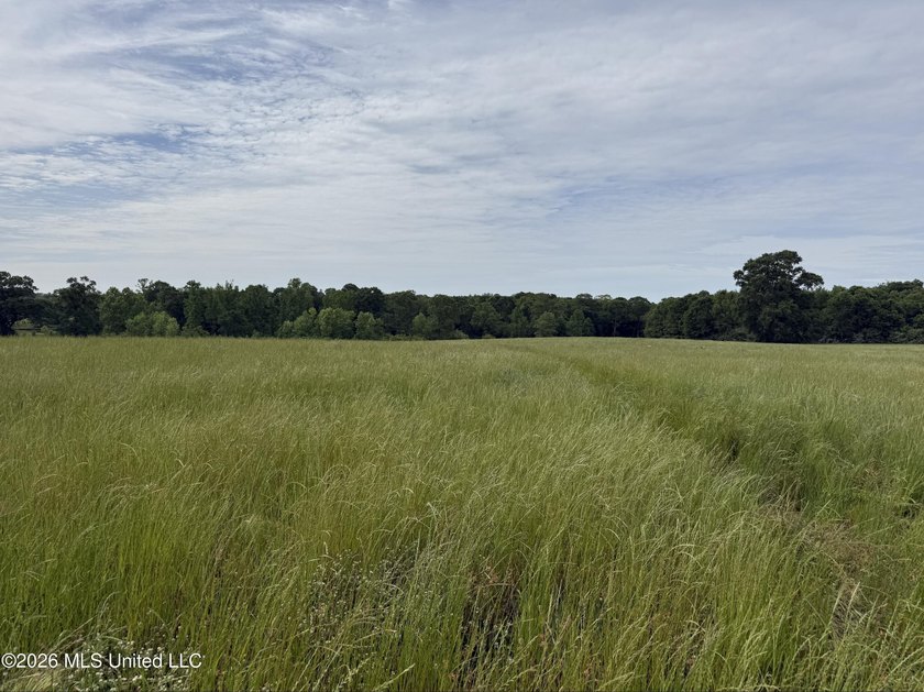 100.18+/- acres in Lawrence County, MS in the Jayess community - photo 4