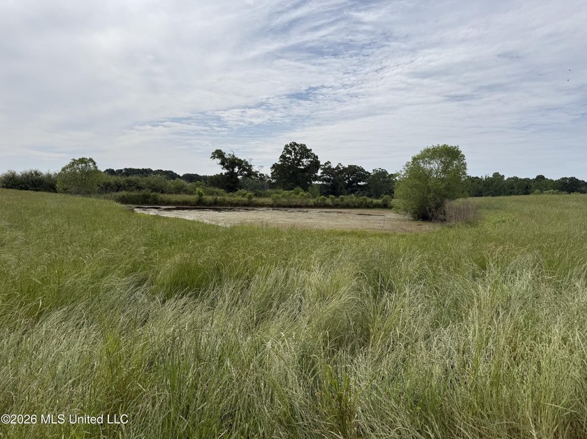 100.18+/- acres in Lawrence County, MS in the Jayess community - photo 5