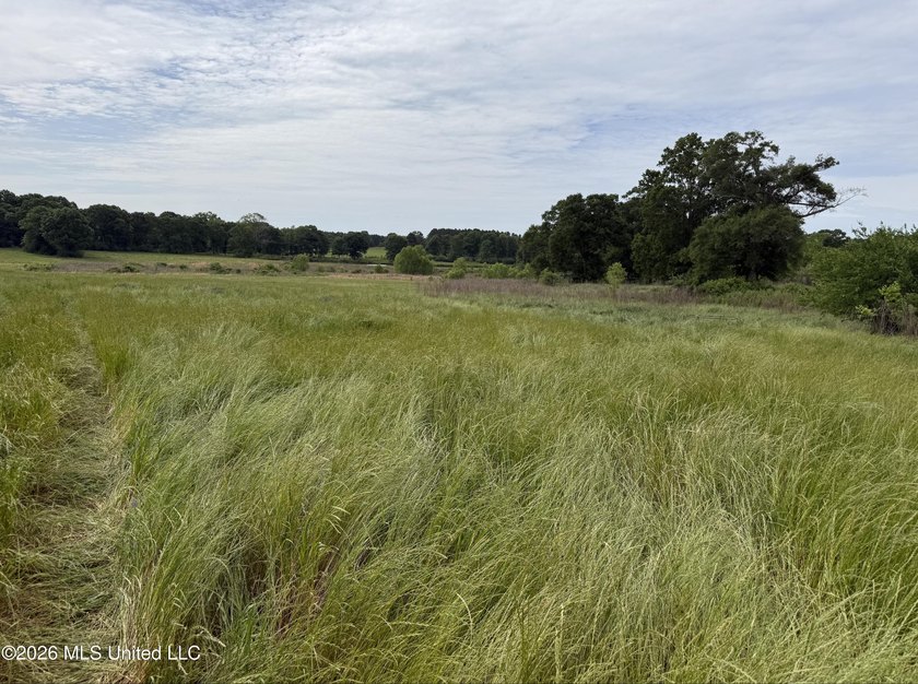 100.18+/- acres in Lawrence County, MS in the Jayess community - photo 7