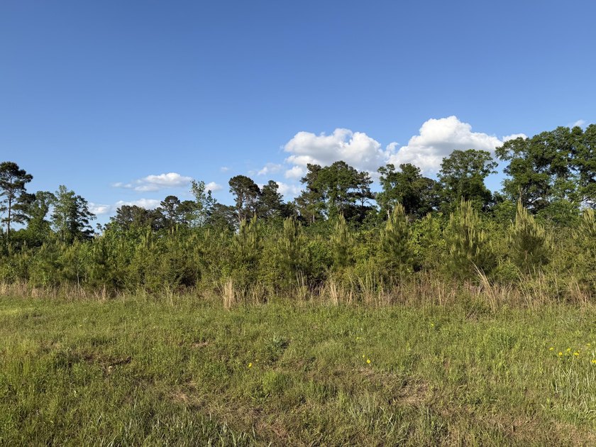 8 acres with frontage on Hwy 48 E in Sandy Hook, MS, between - photo 2