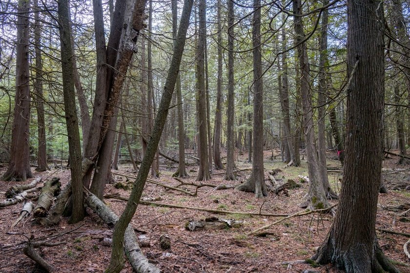 This half acre lot where Glidden Drive begins offers a rare - photo 3