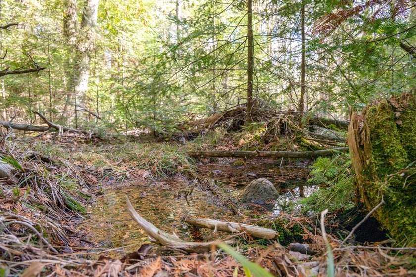 This half acre lot where Glidden Drive begins offers a rare - photo 9