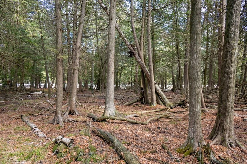 This half acre lot where Glidden Drive begins offers a rare - photo 10
