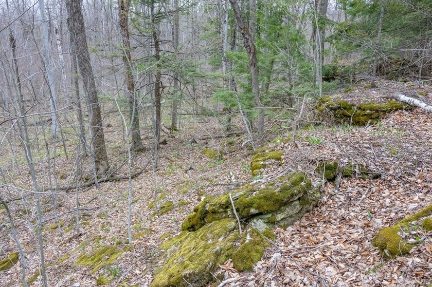 Beautifully wooded lot within a short distance to Waterview - photo 8
