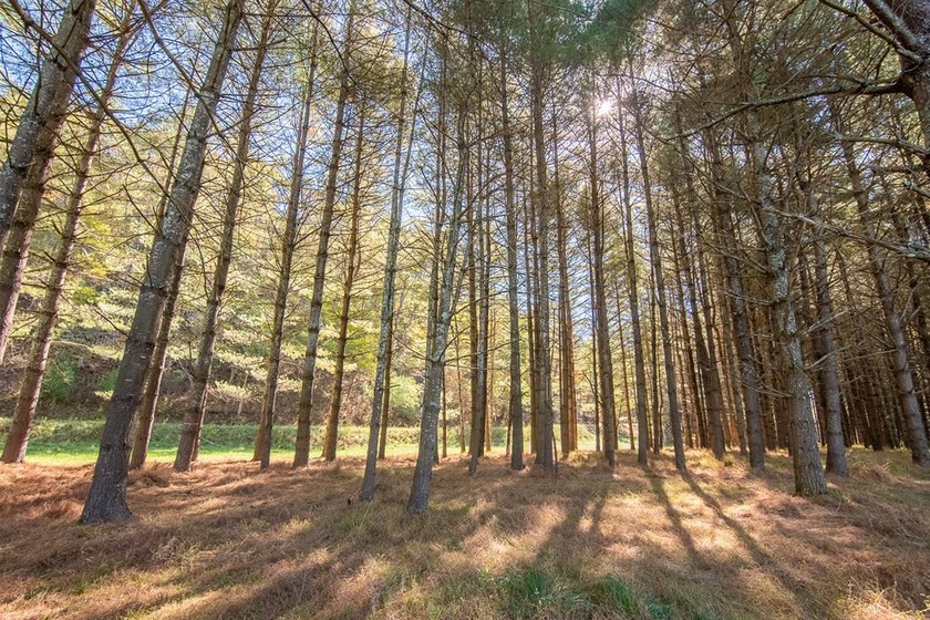 Experience the ultimate riverside retreat on this premier 5-acre - photo 13