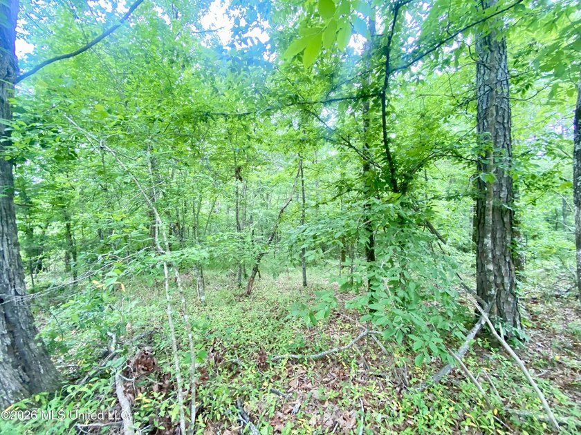 Secluded 43+ acre tract located off Hwy 27 just east of Utica - photo 5