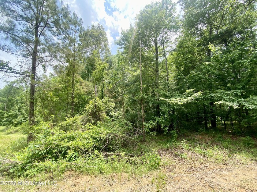 Secluded 43+ acre tract located off Hwy 27 just east of Utica - photo 6