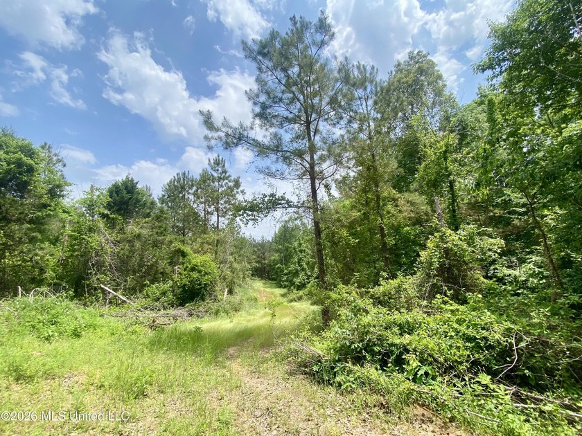 Secluded 43+ acre tract located off Hwy 27 just east of Utica - photo 7