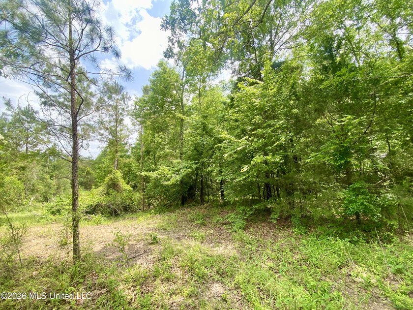 Secluded 43+ acre tract located off Hwy 27 just east of Utica - photo 9