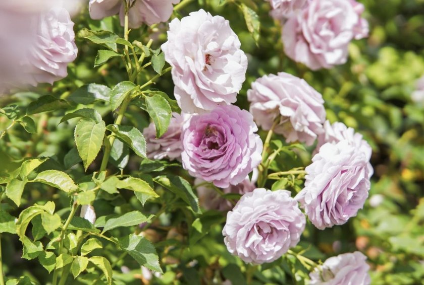 Fall in love w/timeless Spanish-style charm in desirable - photo 48