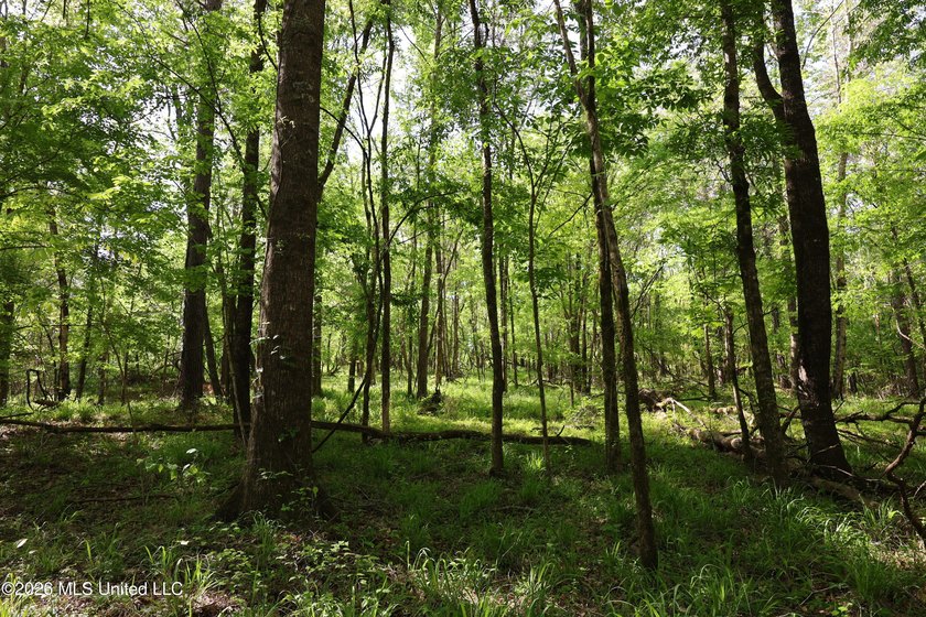 Nestled in the heart of Claiborne County, this exceptional - photo 6