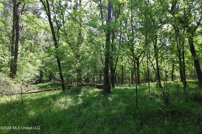 Nestled in the heart of Claiborne County, this exceptional - photo 7
