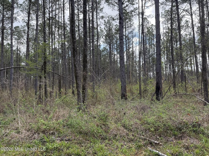 This 284.9+/- acre tract in Franklin County, Mississippi offers - photo 30