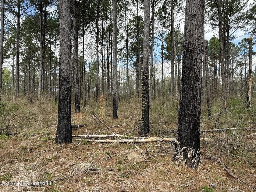 This 284.9+/- acre tract in Franklin County, Mississippi offers - photo 32