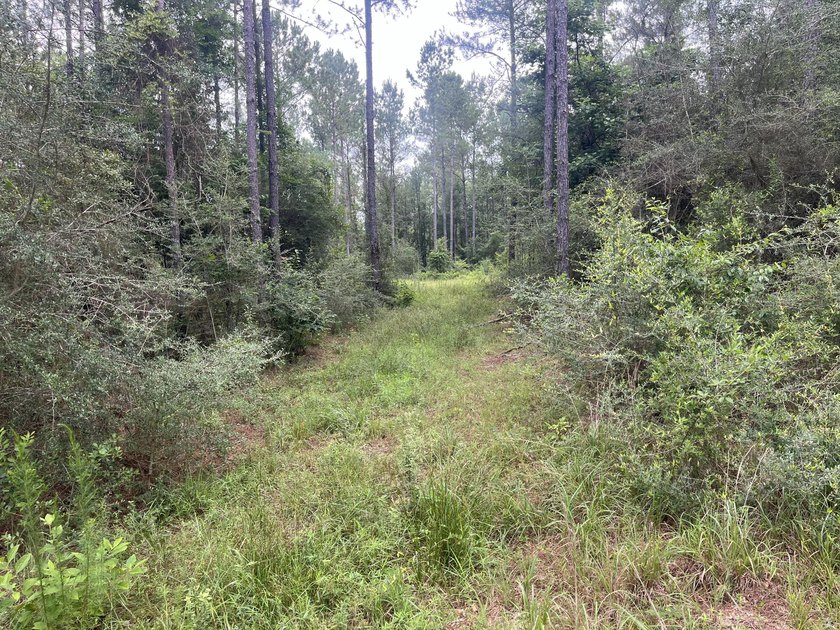 Here is a great piece of property that doesn't come around - photo 4