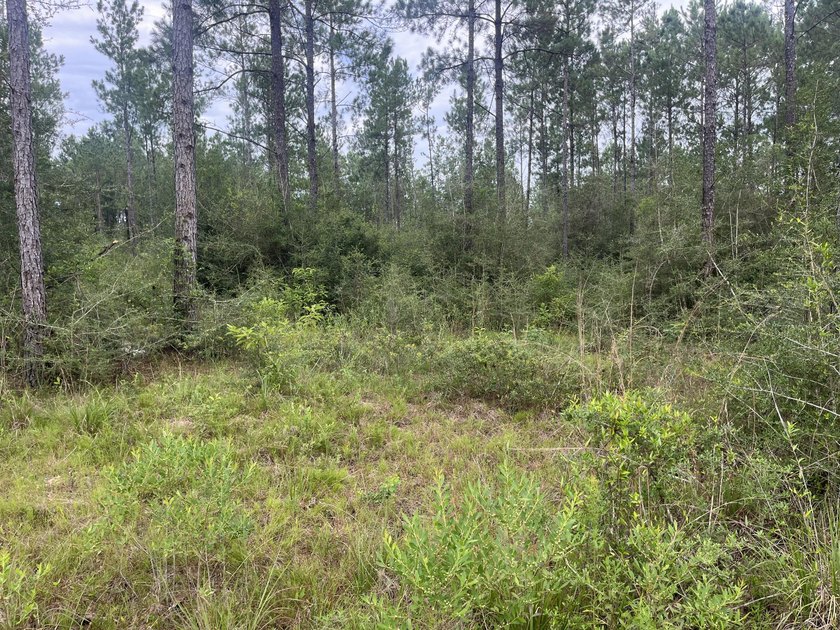 Here is a great piece of property that doesn't come around - photo 7