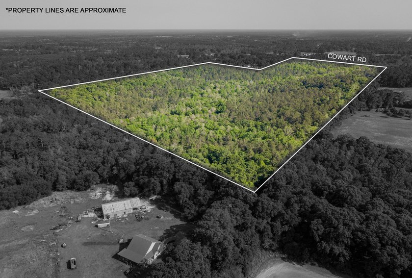 Seventy-four acres of George County timber, with a cleared spot - photo 4