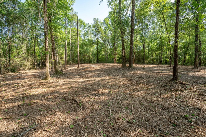 Seventy-four acres of George County timber, with a cleared spot - photo 6
