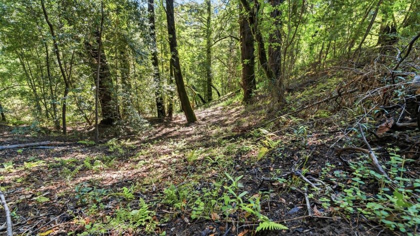 Tucked away in the peaceful redwoods of Boulder Creek, 360 - photo 15