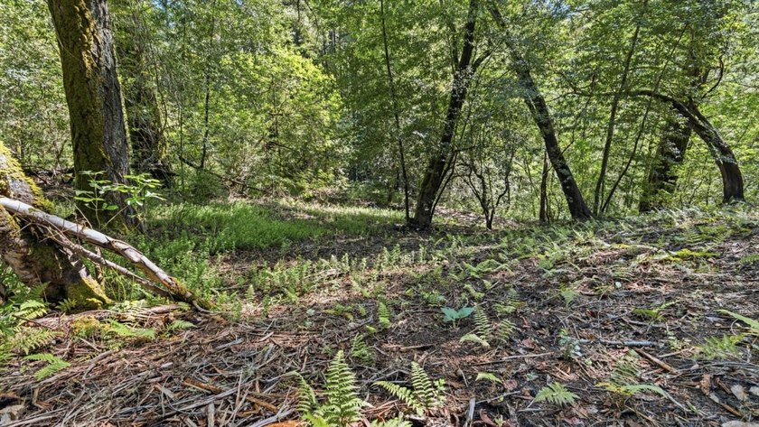 Tucked away in the peaceful redwoods of Boulder Creek, 360 - photo 17