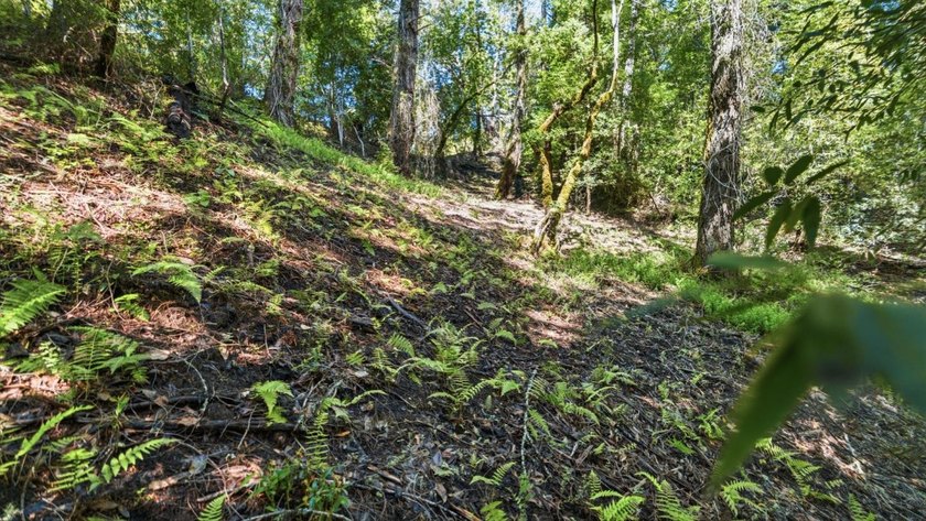 Tucked away in the peaceful redwoods of Boulder Creek, 360 - photo 20