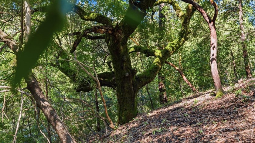 Tucked away in the peaceful redwoods of Boulder Creek, 360 - photo 22