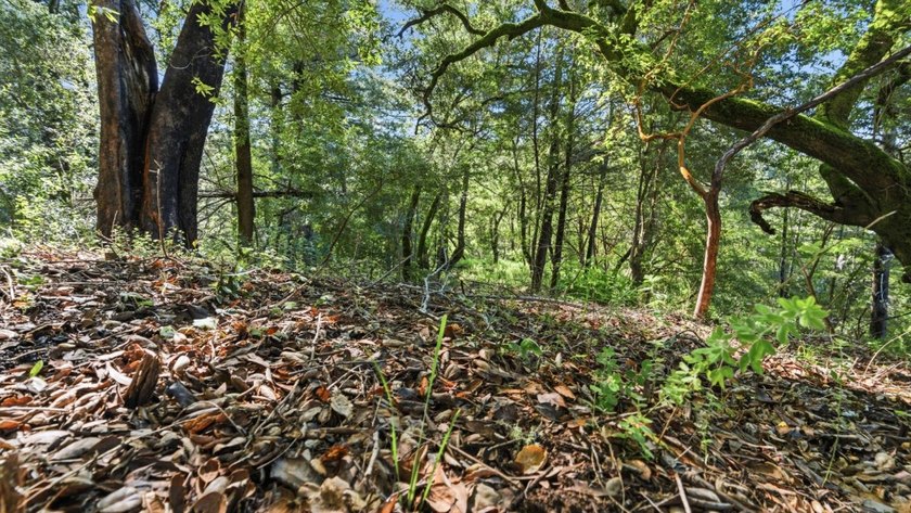 Tucked away in the peaceful redwoods of Boulder Creek, 360 - photo 24