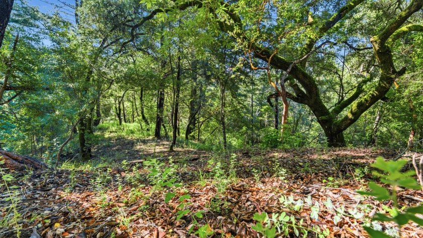 Tucked away in the peaceful redwoods of Boulder Creek, 360 - photo 25