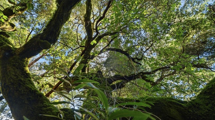 Tucked away in the peaceful redwoods of Boulder Creek, 360 - photo 27