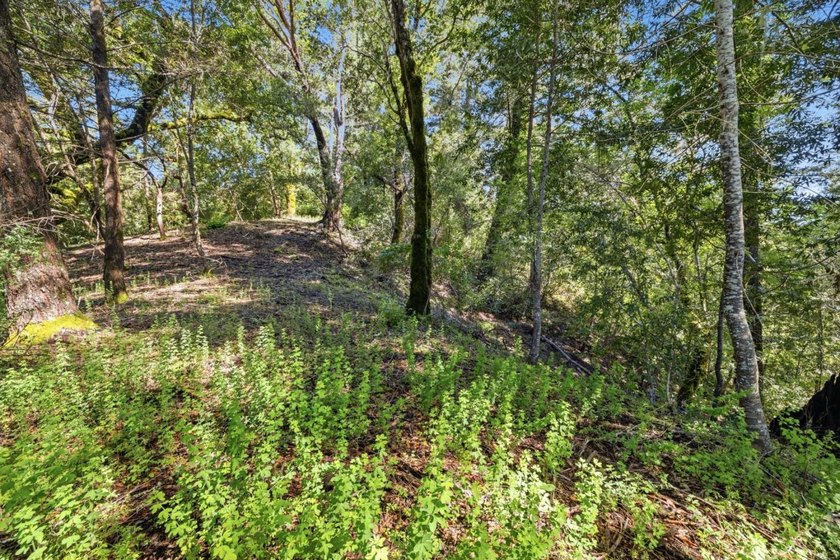 Tucked away in the peaceful redwoods of Boulder Creek, 360 - photo 32