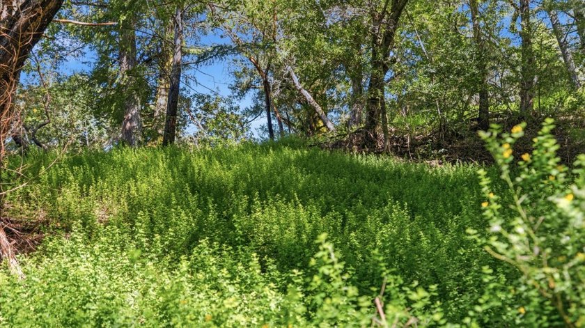 Tucked away in the peaceful redwoods of Boulder Creek, 360 - photo 35