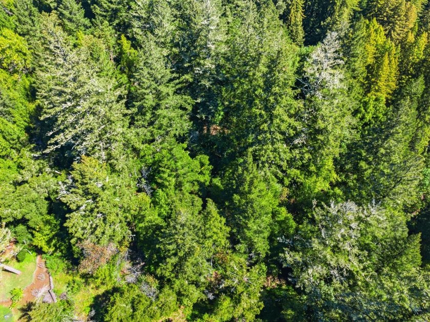 Tucked away in the peaceful redwoods of Boulder Creek, 360 - photo 45
