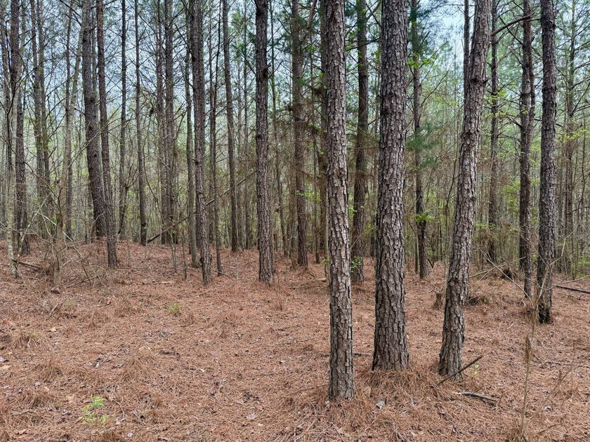 Located in Kemper County, Mississippi, this 42.5+/- acre tract - photo 13