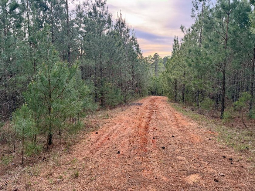 Located in Kemper County, Mississippi, this 42.5+/- acre tract - photo 16
