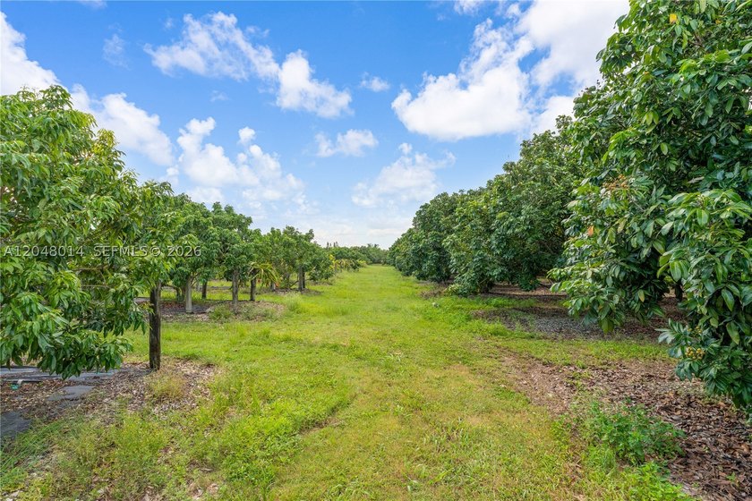 15-Acre Mature Longan Grove In The Heart of Homestead's - photo 9